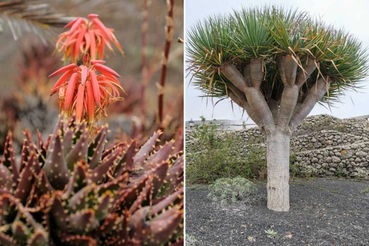 Plantas autóctonas de la isla de El Hierro en el jardín del Mirador