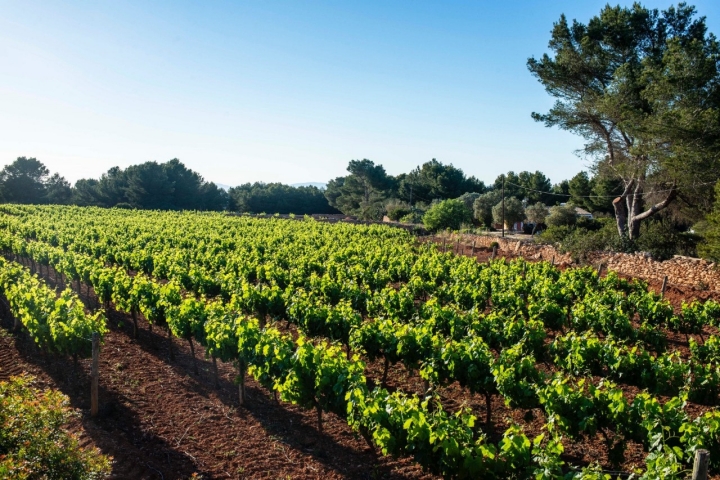 Miradores Formentera: Viñedos de Terramoll en La Mola