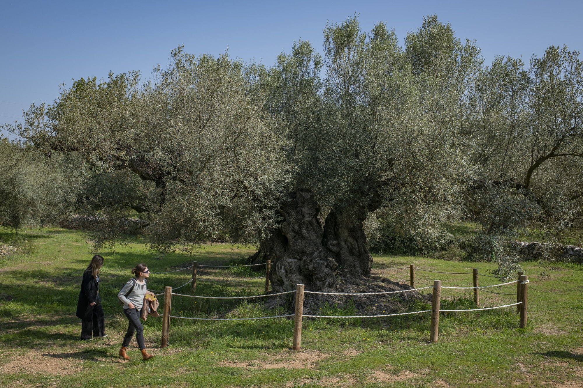 El olivar milenario más extenso del mundo