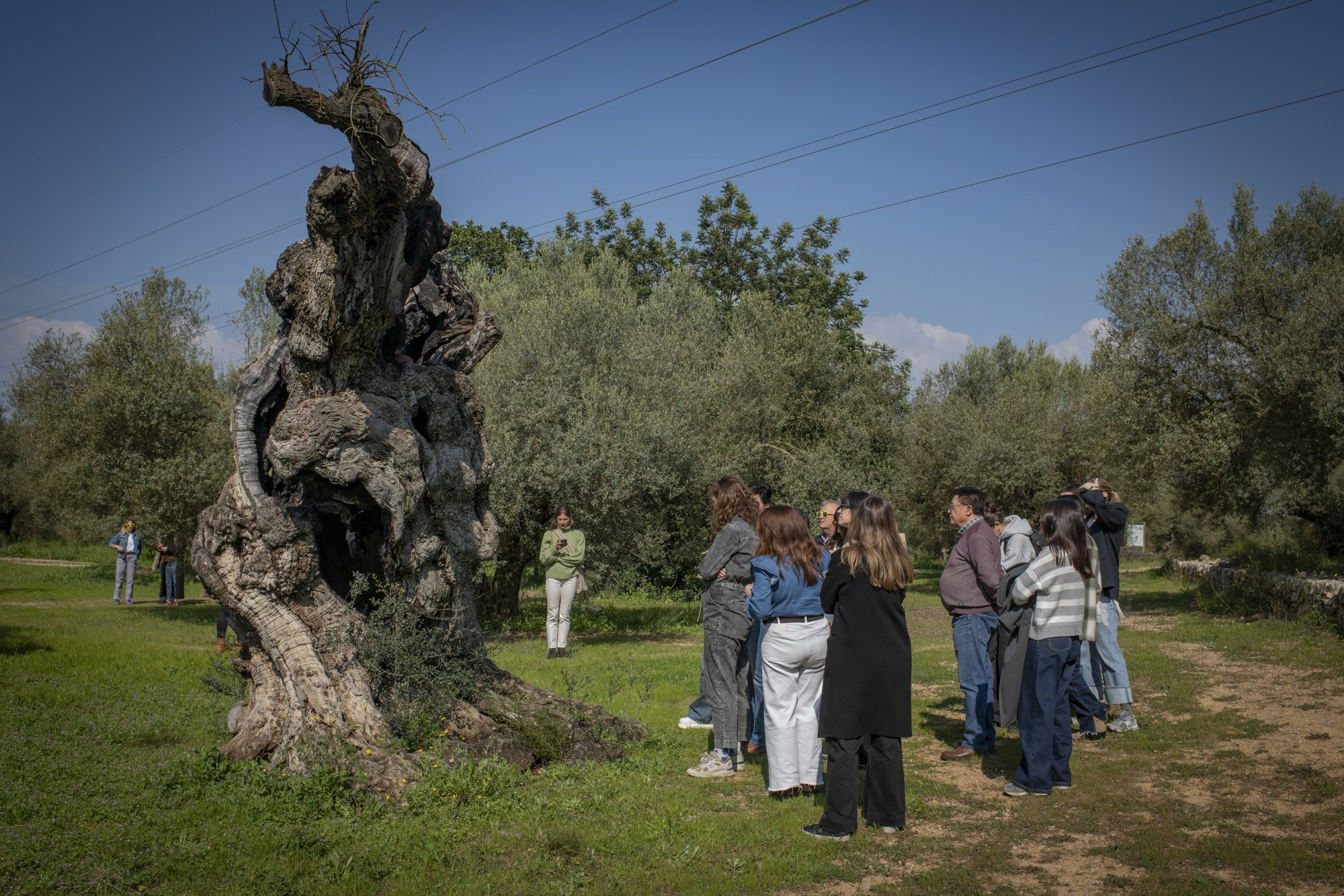 Primera lección: los árboles viven muchos años pero no son inmortales.