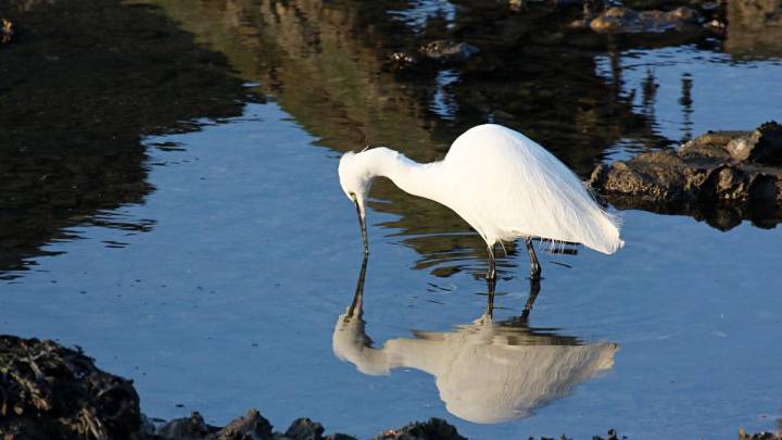 En Plaiaundi, las aves migratorias son las reinas del lugar. Foto: shutterstock.