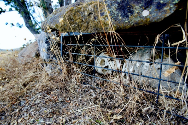 Tumba en el necrópolis de El Castillo (Palacios de la Sierra, Burgos) Tumba en el necrópolis de El Castillo (Palacios de la Sierra, Burgos)
