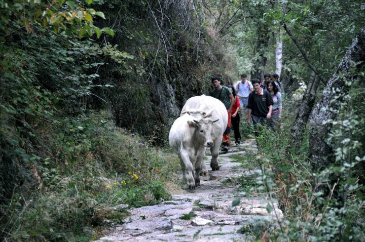 El histórico paseo es uno de los más agradables que pueden emprenderse en el Parque Nacional de la Sierra de Guadarrama