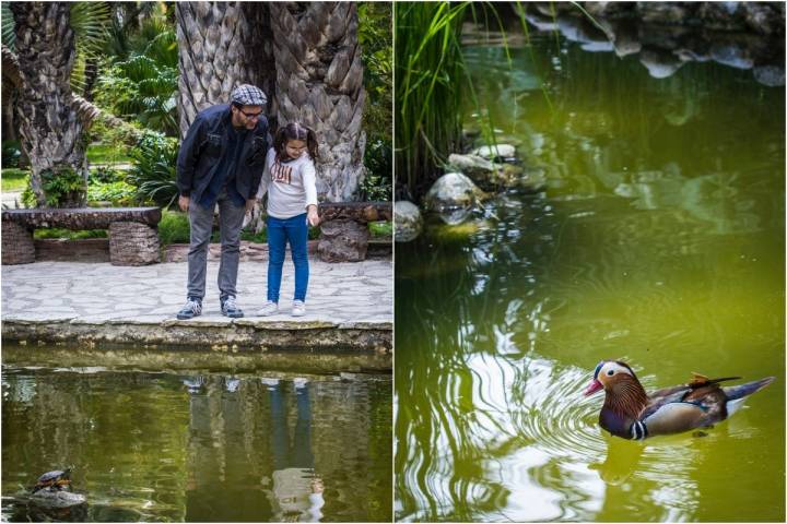 Viendo los patos y las tortugas en el estanque del Huerto del Cura, en Elche (Alicante).