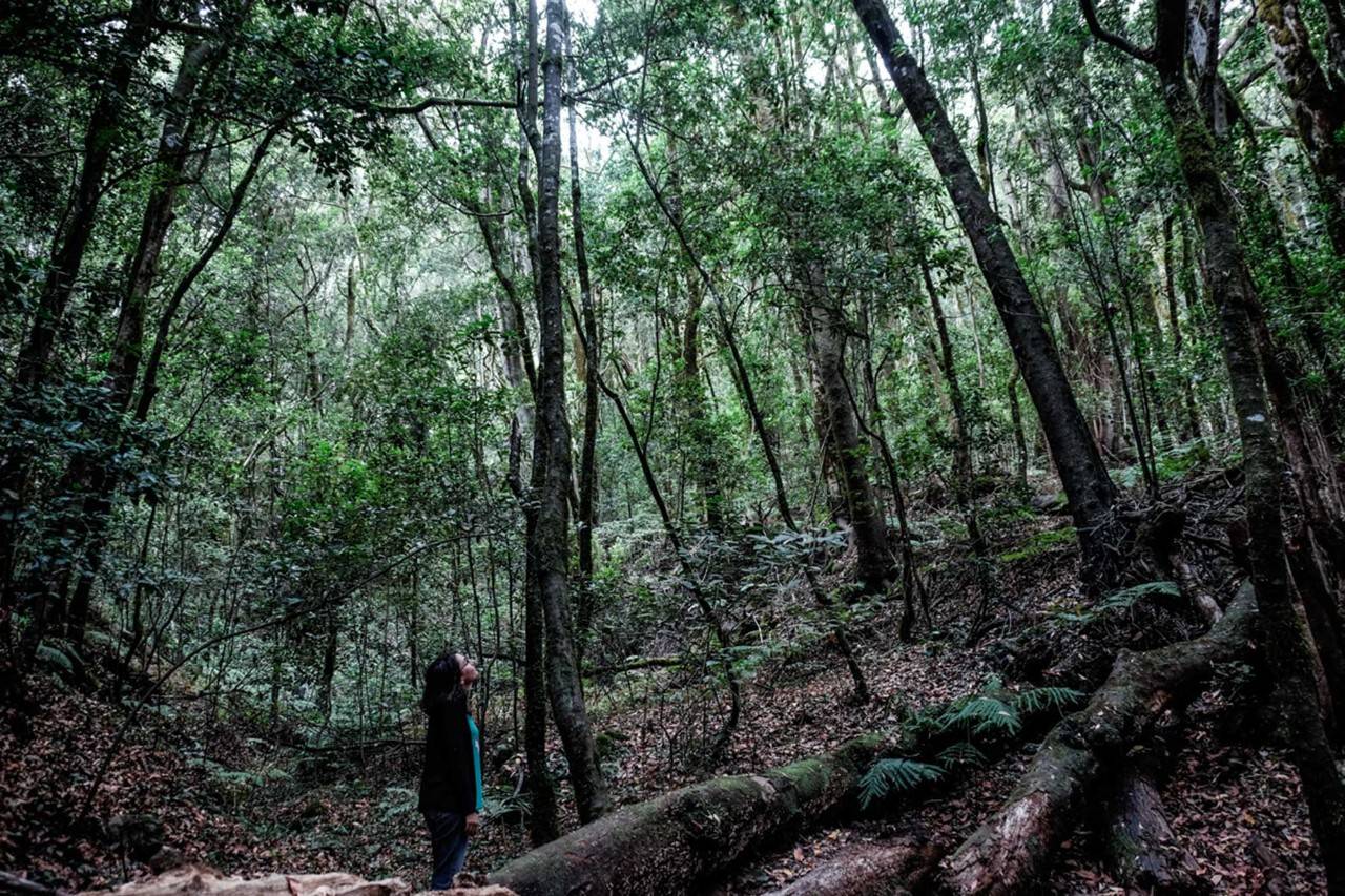 El bosque de la niebla