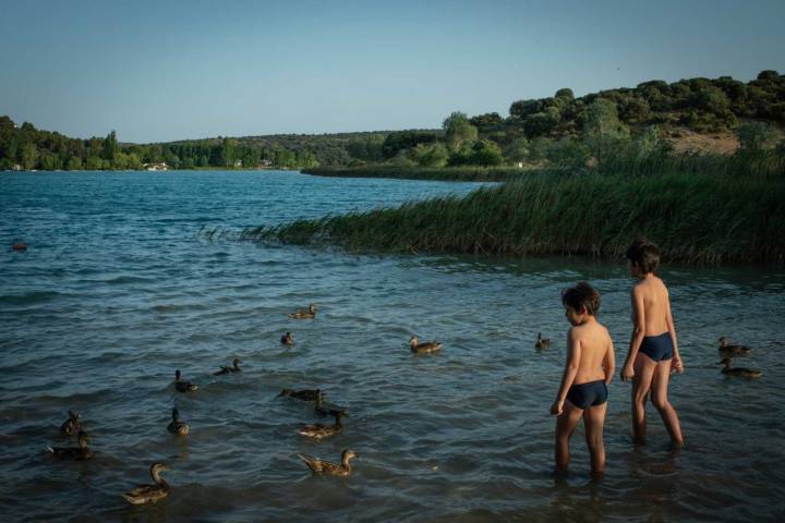 Patos en la Laguna del Rey, Parque Natural Lagunas de Ruidera.