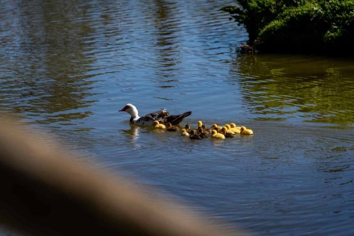 Familia de patos.