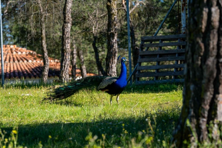 Pavo real.