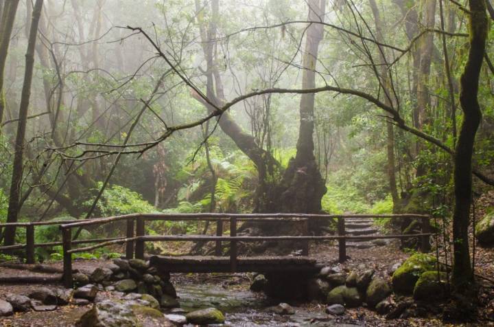 Parque Nacional Garajonay: nieblas