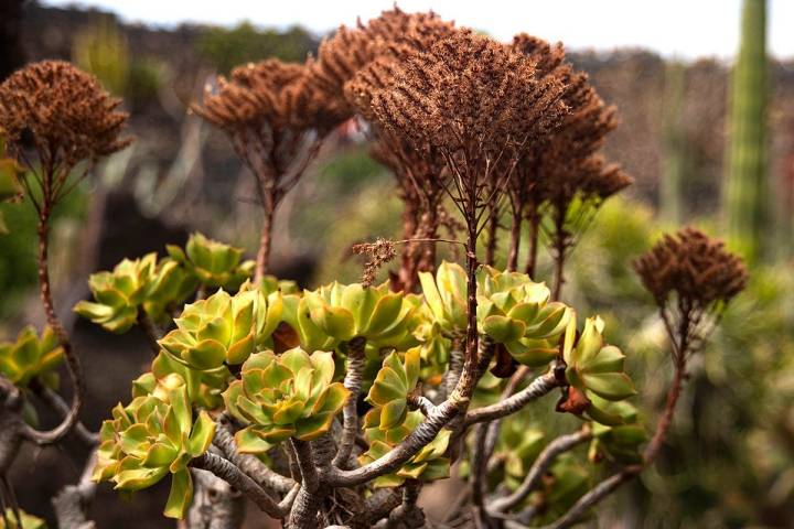 Las rosetas del Aeonium lancerottense solo pueden verse durante el invierno.