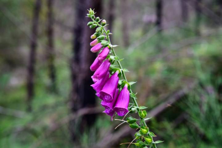 Planta Digitalis purpurea