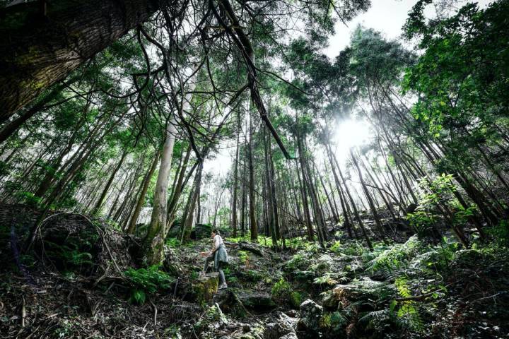 Atravesando un bosque de pinos y eucaliptos