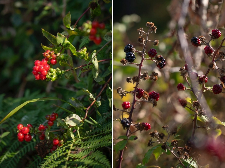 Playa del Castro de Baroña en Porto do Son Playa del Castro de Baroña en Porto do Son