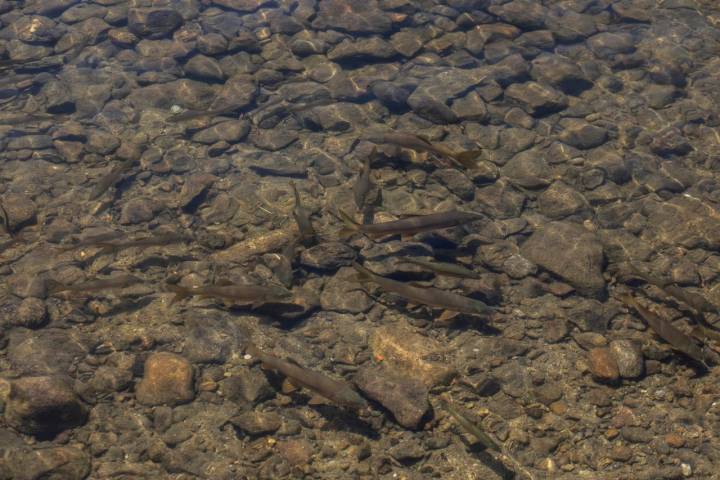 Pesca Lago de Sanabria