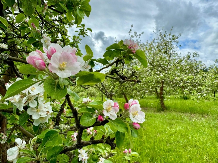 Flores de los manzanos