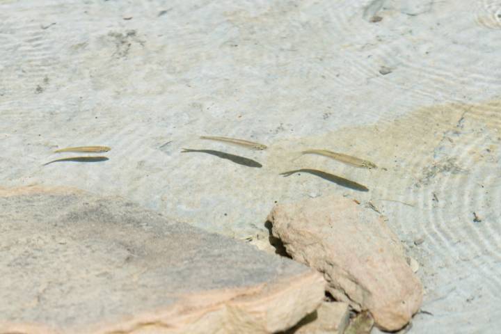 La aguas cristalinas del río Sieste acogen a algunos peces. 