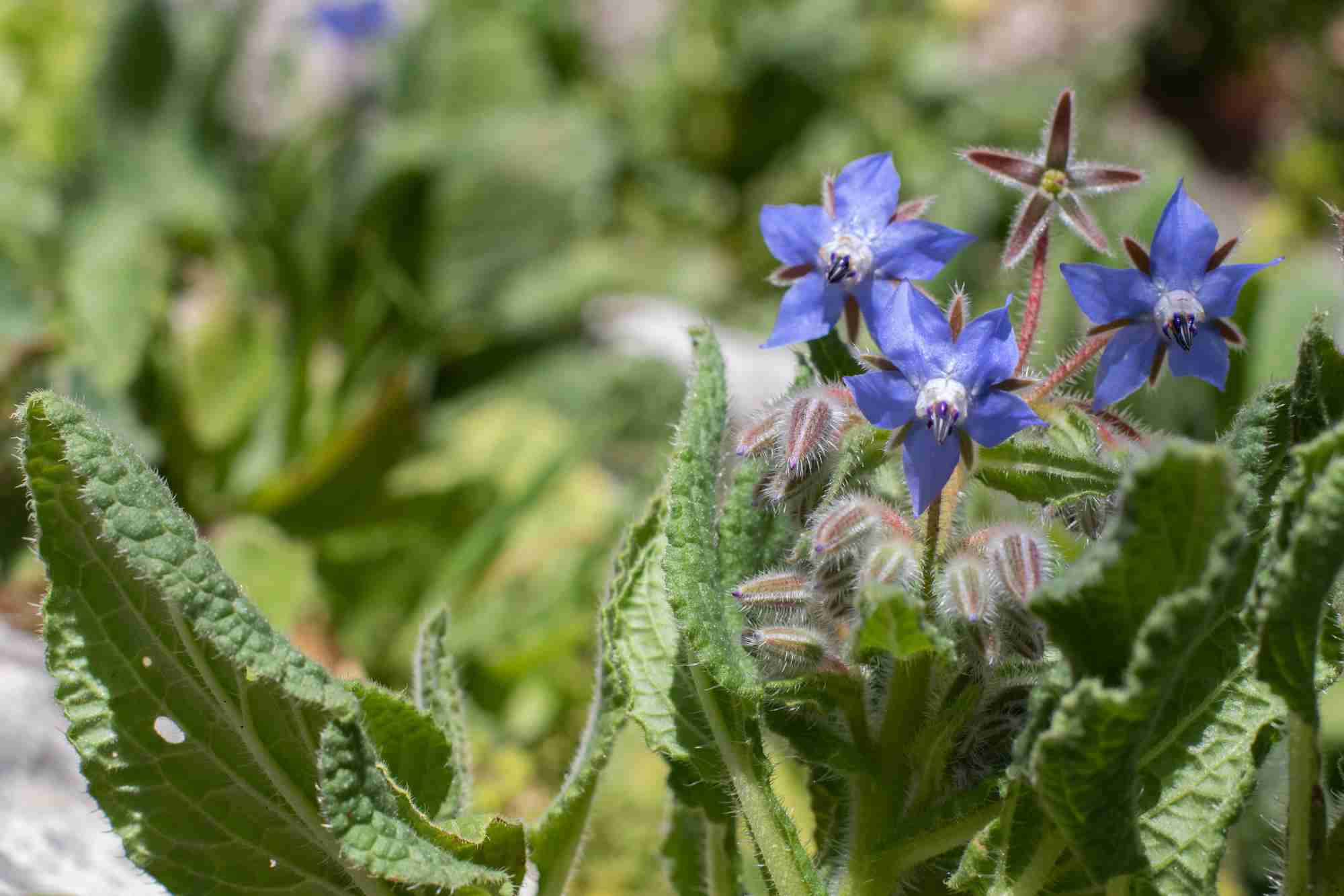 Flores de borraja.