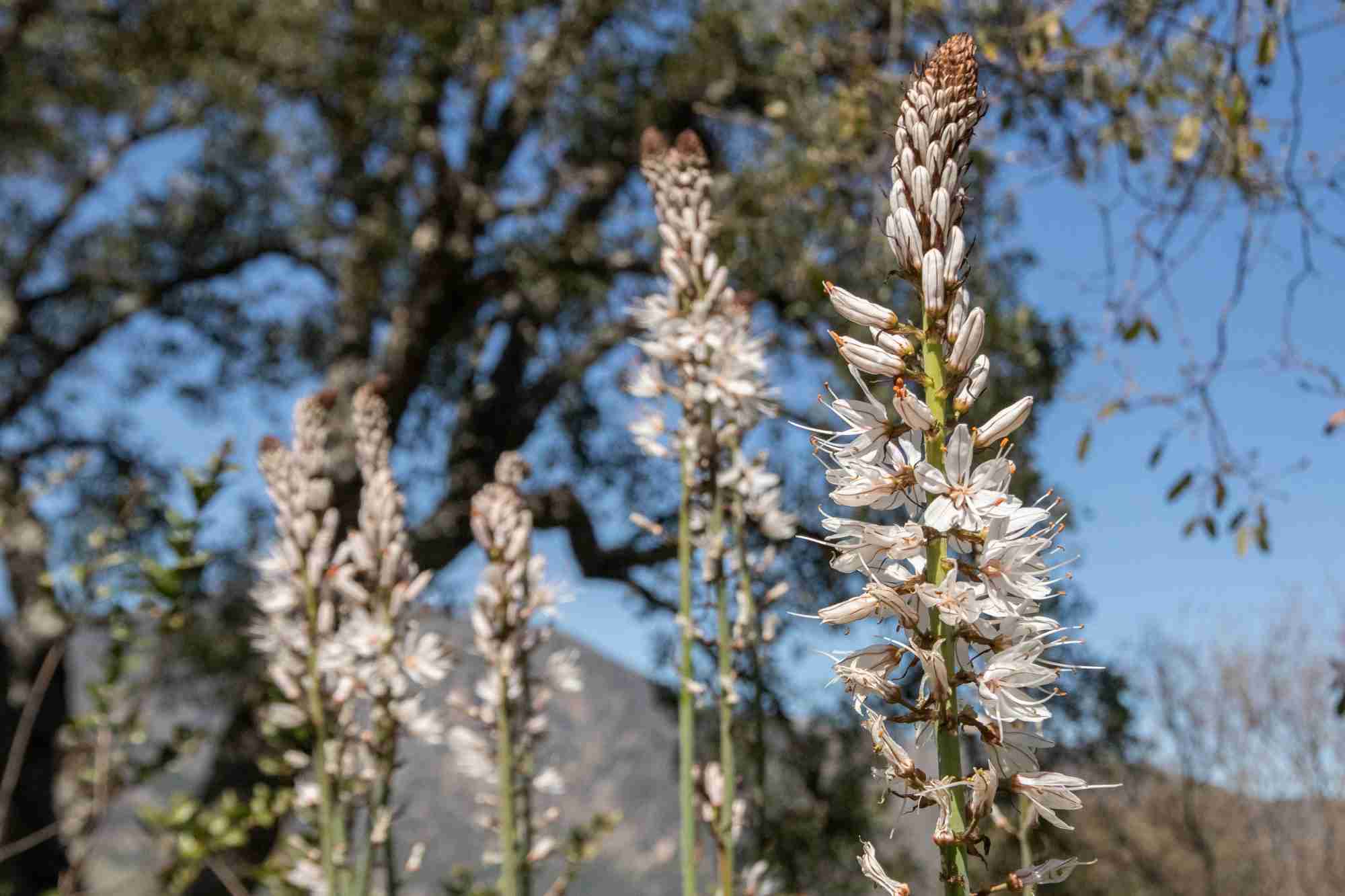 Gamón blanco, una de las flores silvestres de la zona. 