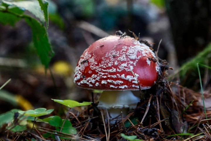 La Amanita de los enanos, Amanita muscaria o Matamoscas, una belleza tramposa.