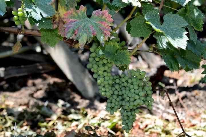 Ruta por el Cañón Mao (Ribeira Sacra): racimo de uvas en los viñedos de la Ribeira Sacra