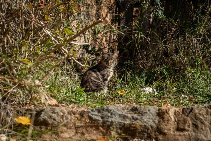 Gato feral