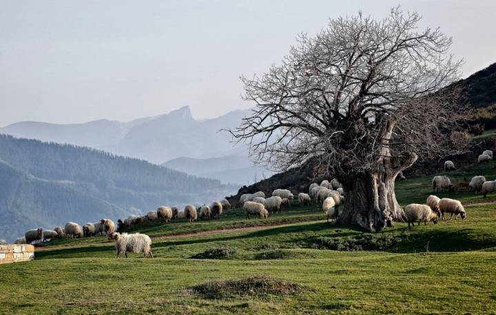 El Castañar, el paraíso de Pedro y su rebaño. Foto: Roberto Ranero.