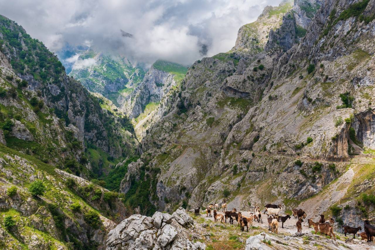 Varias cabras entre los acantilados de la ruta del Cares.