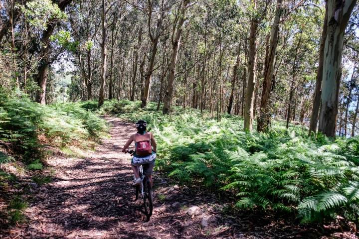 Un bosque en la ruta norte indica que ya estamos acercándonos a la Playa de Melide.