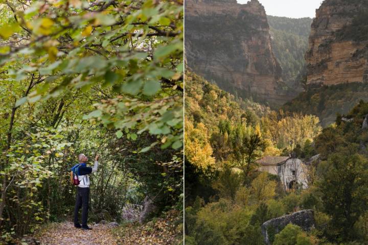 Bosque otoñal en la ruta del nacimiento del río Pitarque