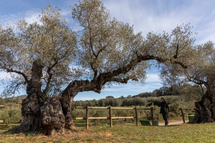 Ruta olivos Castellón apertura