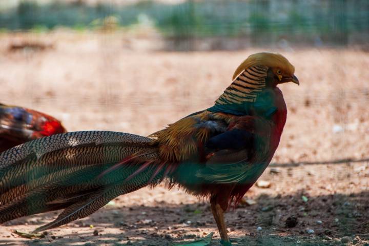 faisán dorado