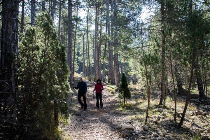 Bosque en el Barranco de Pegunta.