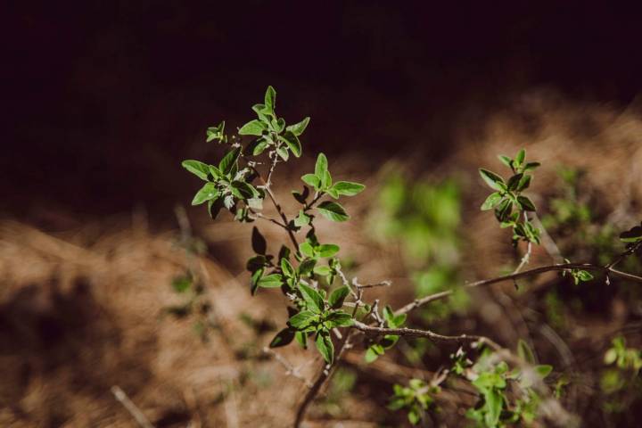 La vegetación de esta zona sirve de alimento para cabras salvajes o conejos.