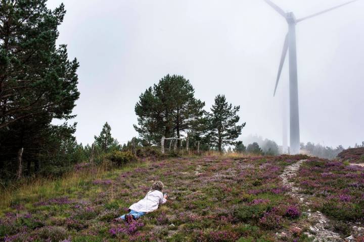 El brezo es una alfombra extendida ante los molinos de Puerto del Acebo.