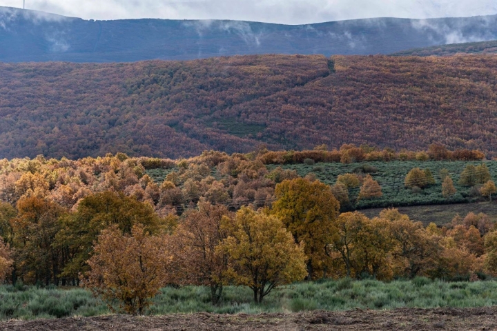 La gama de colores que da en la zona el otoño tardío, un placer para la vista.