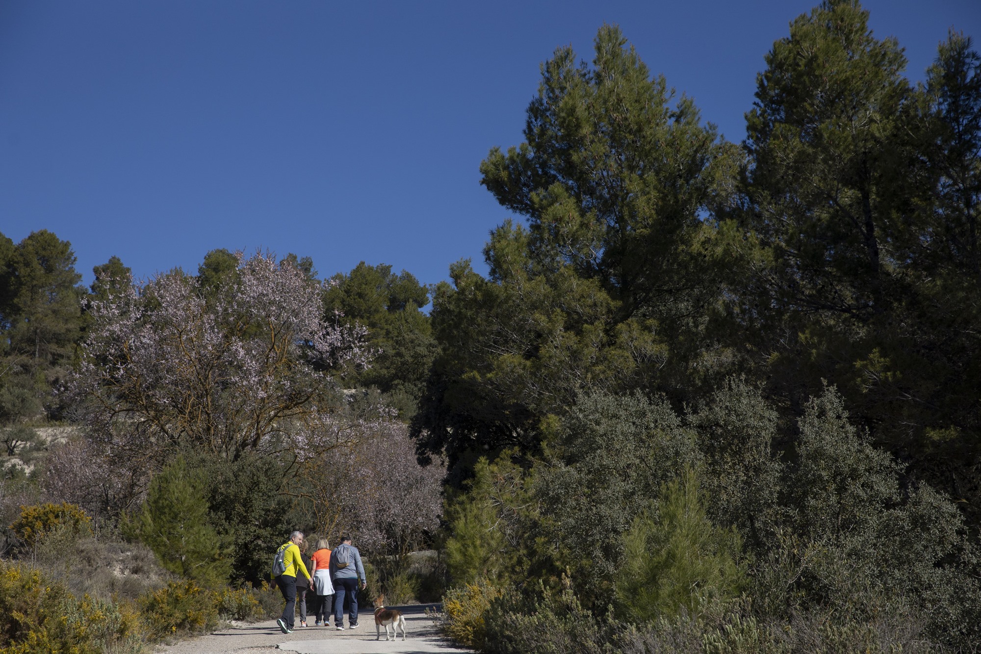 La Sarga Alcoy