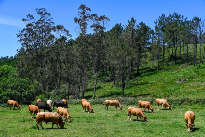 Las vacas pastan tranquilamente en los pastos.