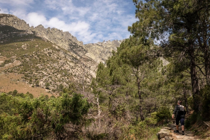La ascensión arranca bajo el cobijo de los pinos.
