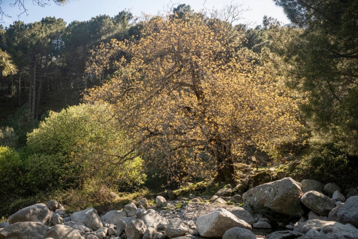 nogal del barranco