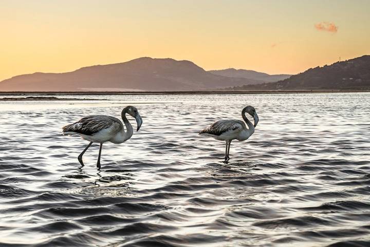 Flamencos en el río Jara, una atracción para los amantes de las aves.