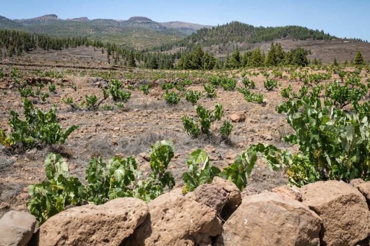 Viñas en Vilaflor de Chasna (Tenerife)