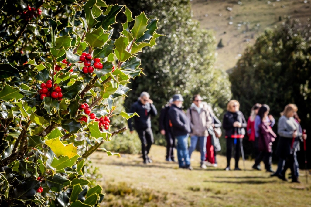 En el bosque navideño más grande de Europa