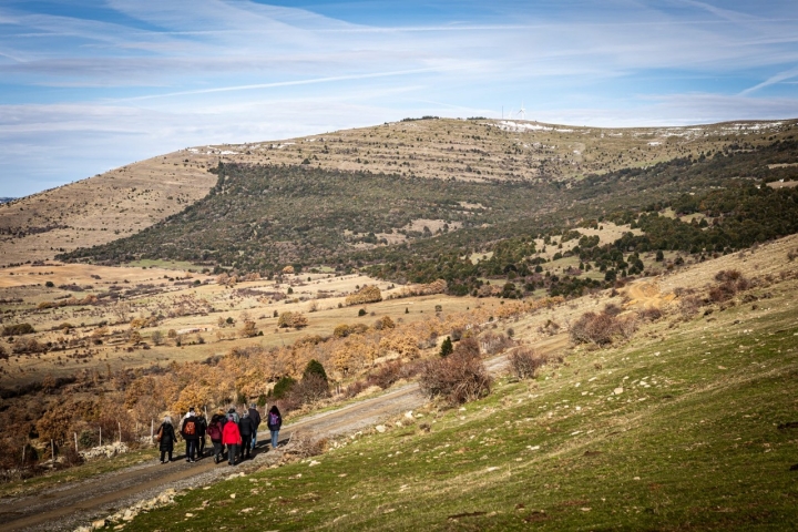 El acebo va hacia arriba de manera natural.