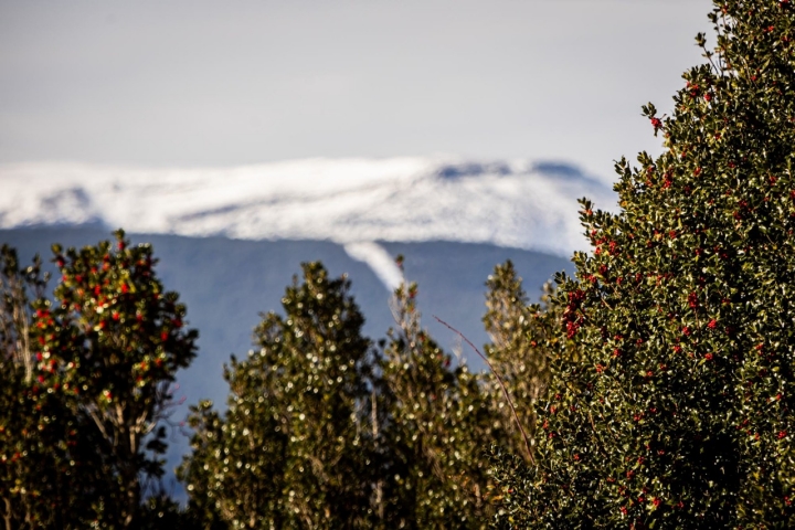 Acebo y nieve para una panorámica de postal.