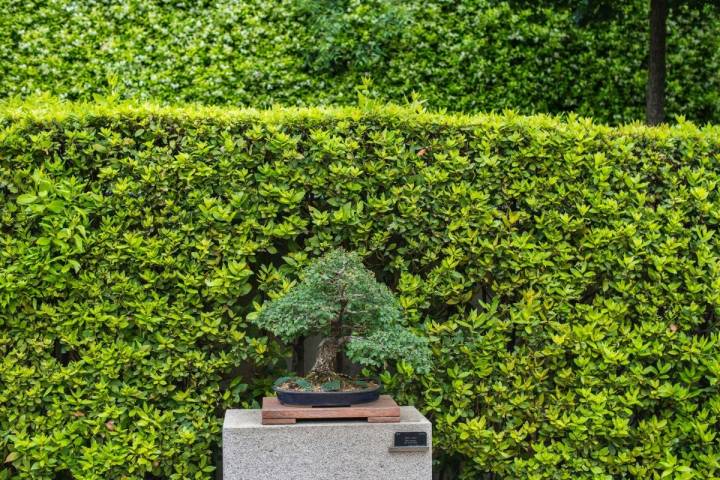 Vista de uno de los bonsáis que Felipe González donó al Real Jardín Botánico de Madrid.