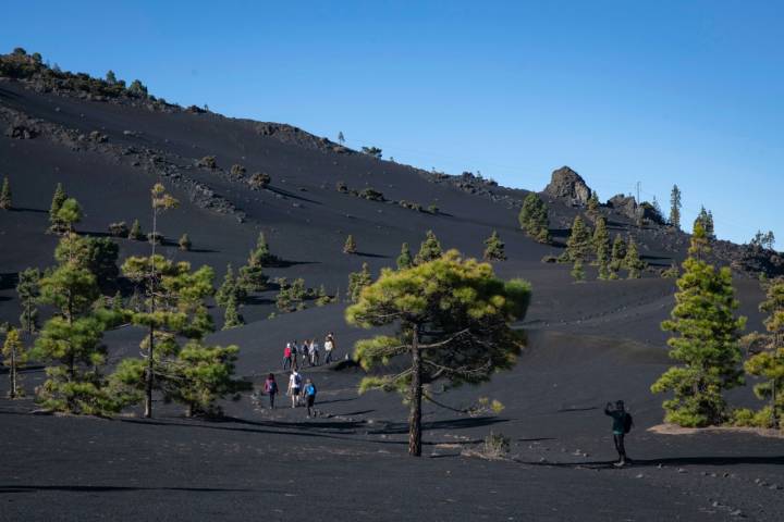 Los pinos canarios destacan sobre la ceniza negra del paisaje.